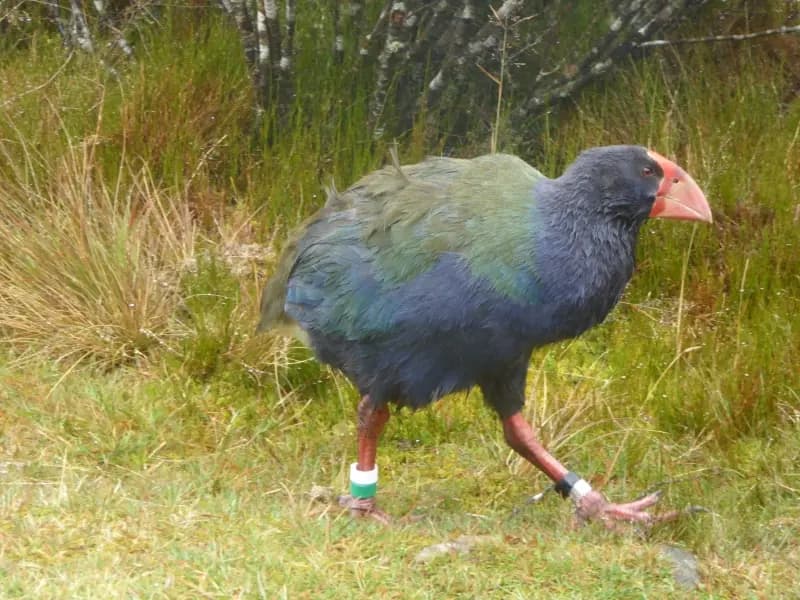 Image from Heaphy Track 1