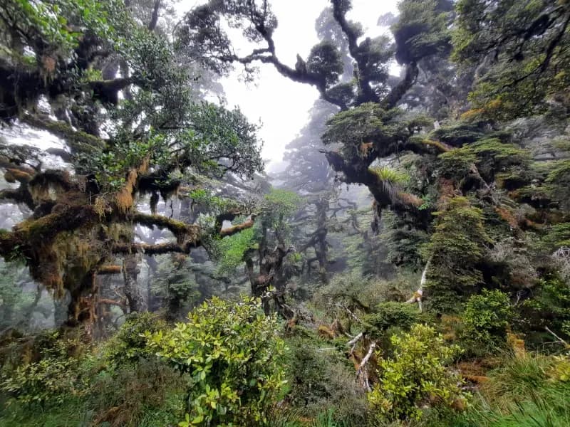 Image from Lake Waikaremoana 1