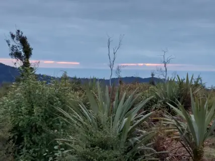 Image from Paparoa Track. 4