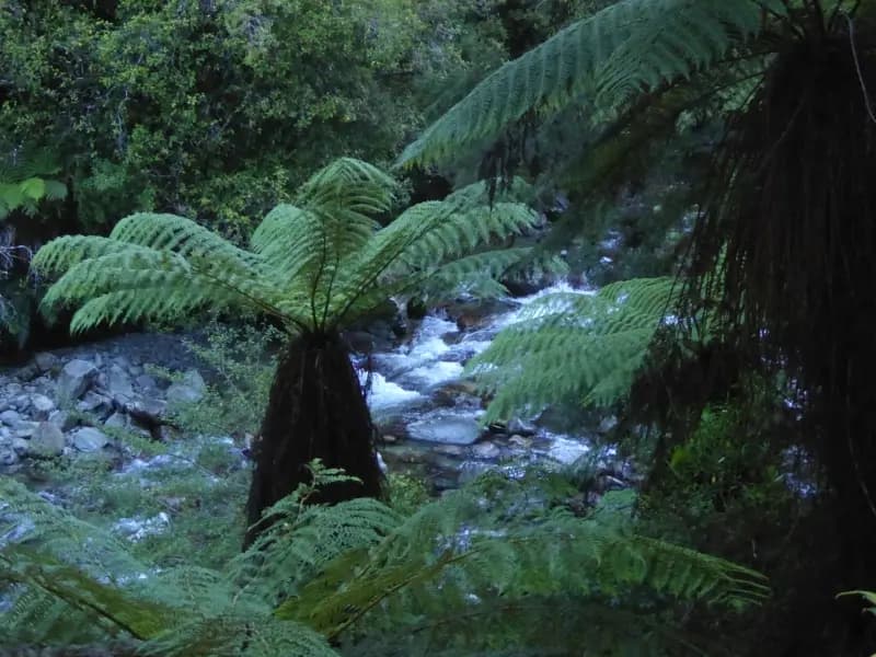 Image from Paparoa Track. 1
