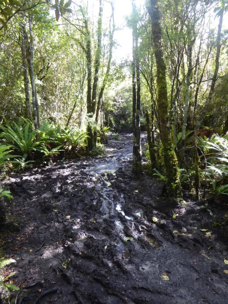 Image from Rakiura Track. 1