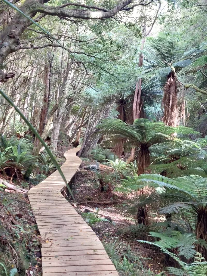 Image from Rakiura Track. 1