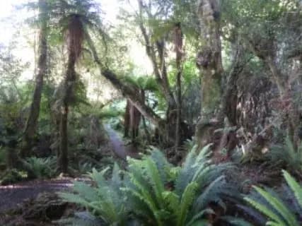 Image from Rakiura Track. 3