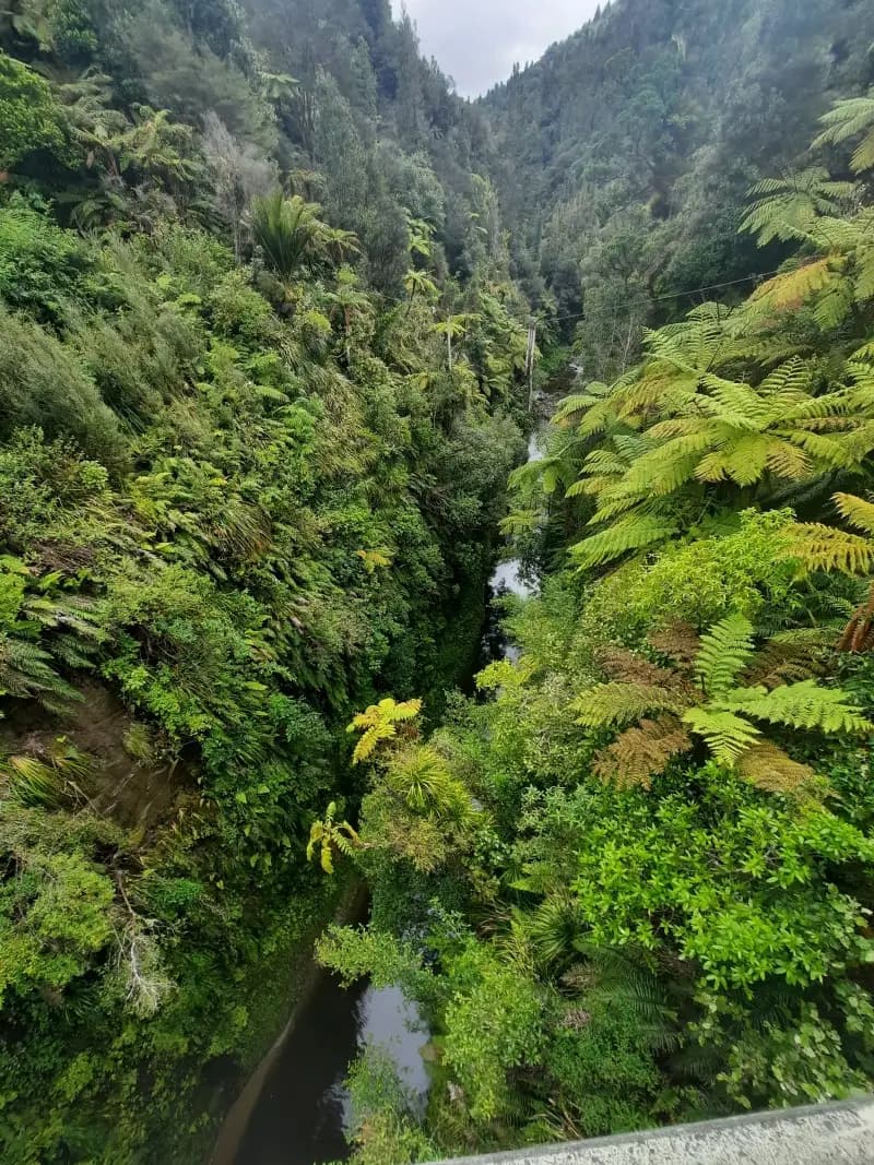 View of the bush from the top of the bridge to nowhere 1