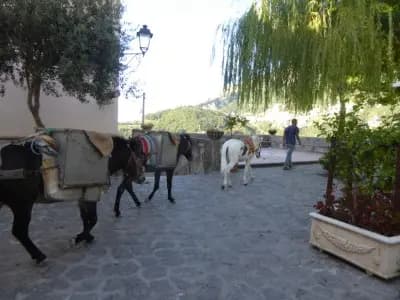 Image from Around Ravello 1