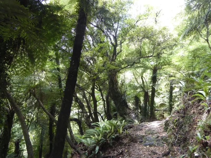 Image from Nydia Track 2