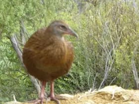 Image from Queen Charlotte Track. 6